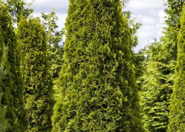 Thuja occidentalis 'Smaragd'