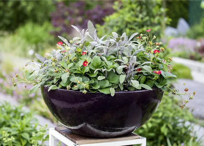 Urbaner Garten – was ist das? Urbaner Garten – was ist das?