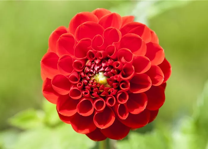 Dahlien – Blütenzauber im Sommer Dahlien – Blütenzauber im Sommer