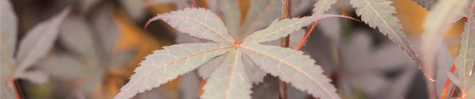 GS913777.jpg GS913777.jpg