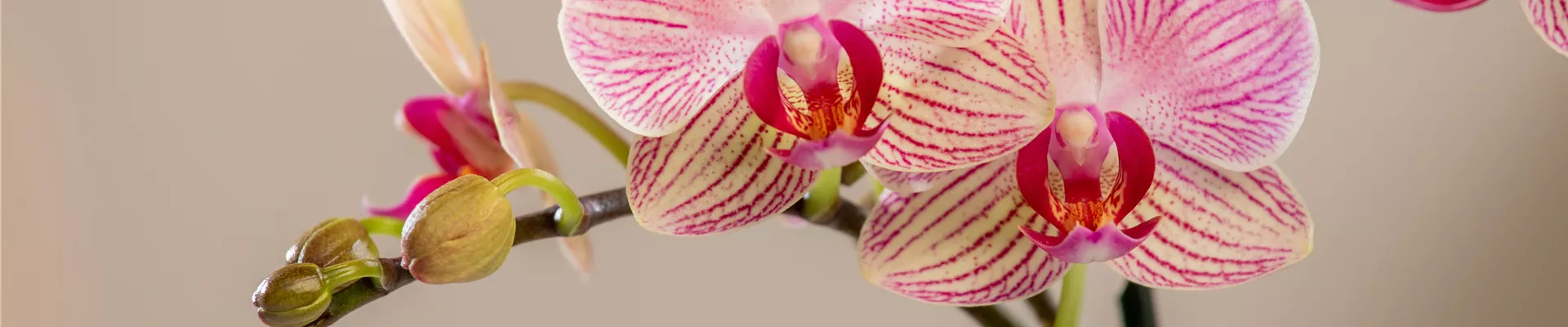 GS717291.jpg GS717291.jpg