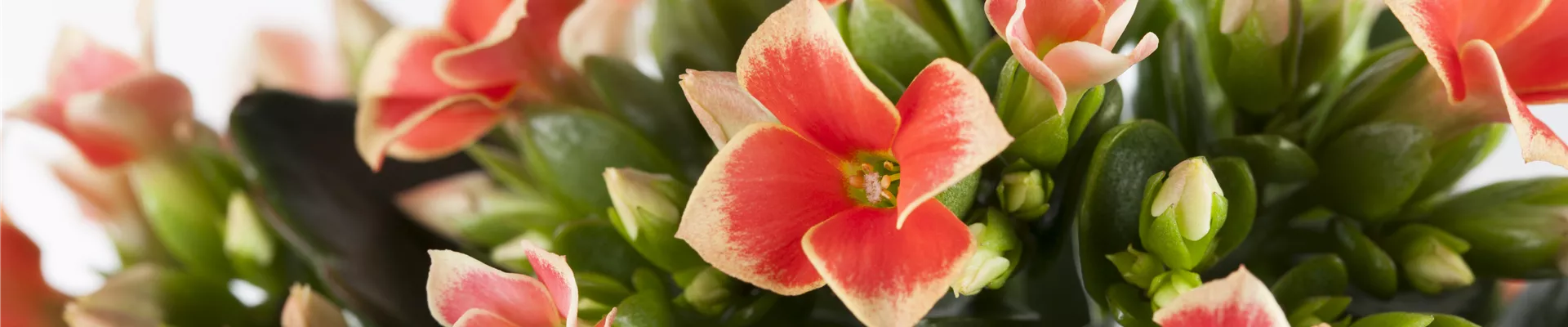 GS418488.jpg GS418488.jpg