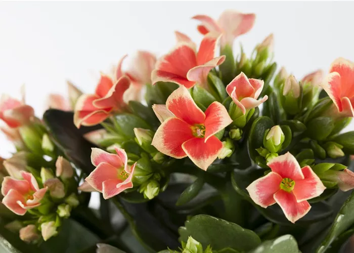 Die Kalanchoe - unsterbliche Schönheit Die Kalanchoe - unsterbliche Schönheit
