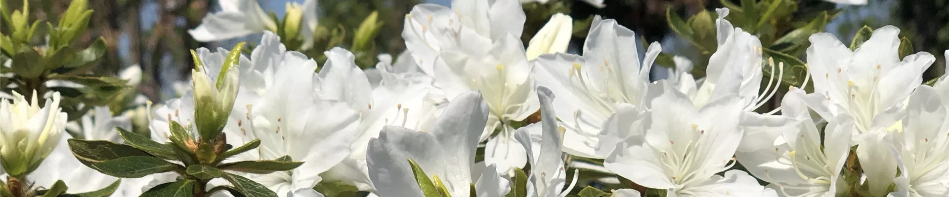 Titelb1 (23)-0-121-4032-864.JPG