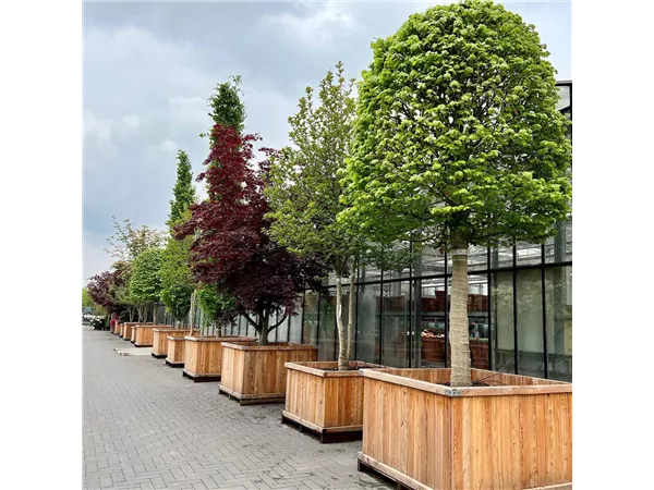 Gärtner/in im Verkauf im Gartencenter Außenbereich