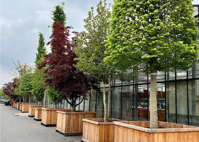 Gärtner/in im Verkauf im Gartencenter Außenbereich Gärtner/in im Verkauf im Gartencenter Außenbereich
