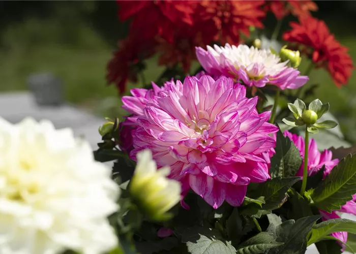 Farbe auf dem Balkon – Blumenzwiebeln für den Sommer Farbe auf dem Balkon – Blumenzwiebeln für den Sommer