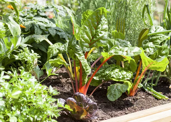 Frisches und leckeres Gemüse aus dem eigenen Garten Frisches und leckeres Gemüse aus dem eigenen Garten