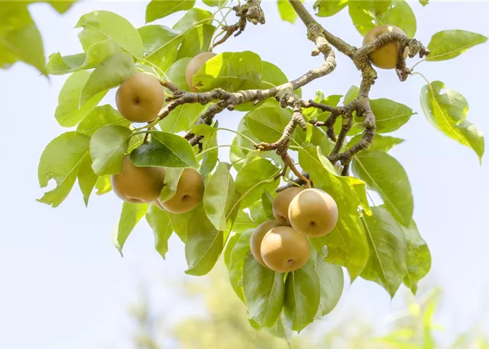 Der Obstgarten – viele Leckereien für große und kleine Naschkatzen Der Obstgarten – viele Leckereien für große und kleine Naschkatzen