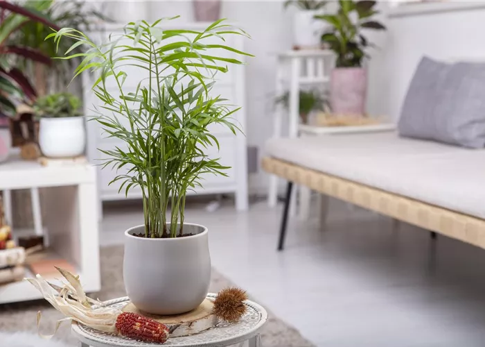 Wie versorge ich Zimmerpflanzen während eines kurzen Urlaubs? Wie versorge ich Zimmerpflanzen während eines kurzen Urlaubs?