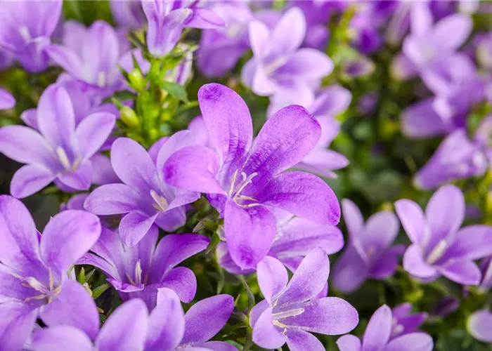 Die Glockenblume: die Vielfalt in einer Pflanze Die Glockenblume: die Vielfalt in einer Pflanze