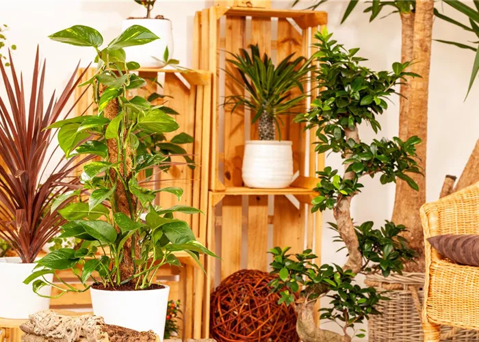 Pflanzen-Giganten mit Stil und Charme Pflanzen-Giganten mit Stil und Charme