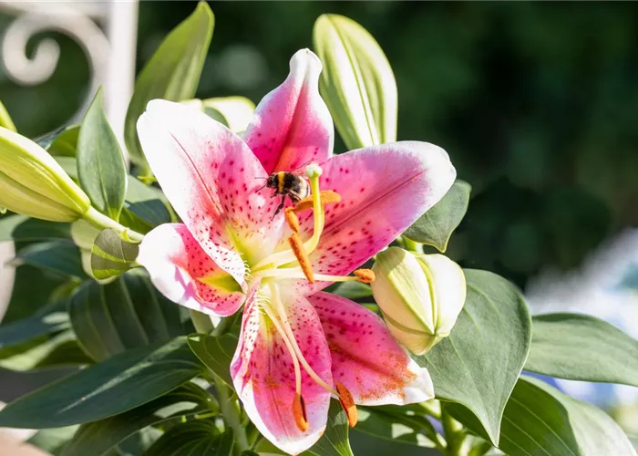 Beim Sommerzwiebeln pflanzen ein paar Dinge bedenken! Beim Sommerzwiebeln pflanzen ein paar Dinge bedenken!