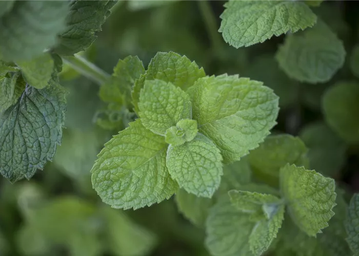 Die Apfel-Minze: der samtige Riese im Kräuterbeet Die Apfel-Minze: der samtige Riese im Kräuterbeet