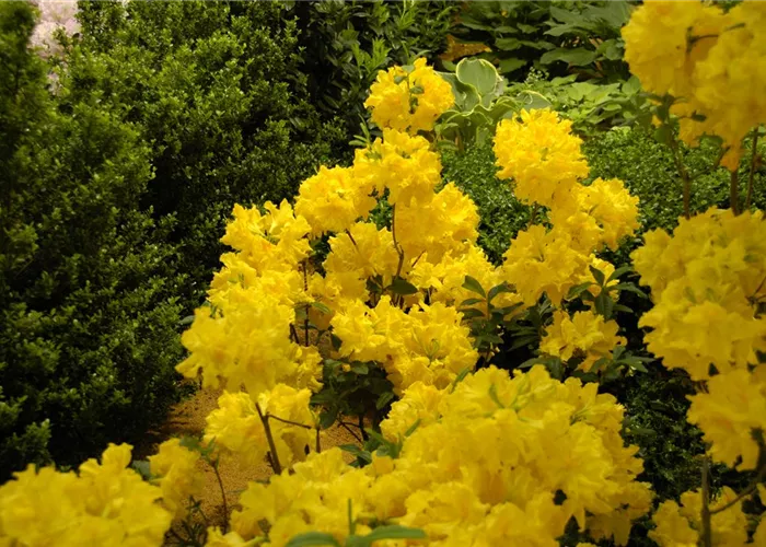 Die Sonne geht auf – Blumenbeet in Gelb und Orange Die Sonne geht auf – Blumenbeet in Gelb und Orange