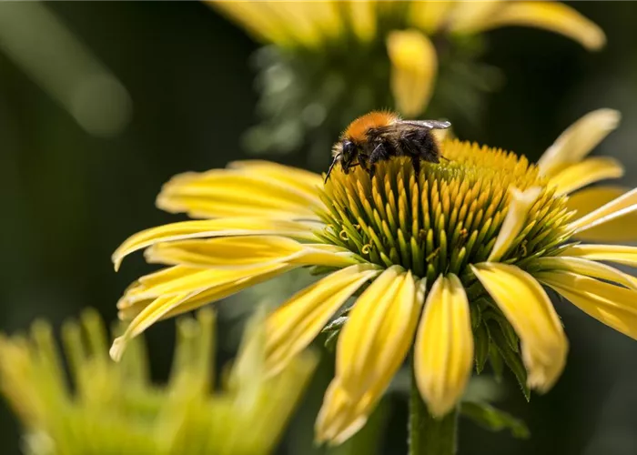 Gemüse blühen lassen als Insektenweide Gemüse blühen lassen als Insektenweide