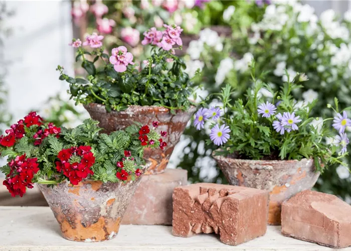 Der ganz große Stil im Garten - eine Anleitung für Menschen mit Liebe zu Effekten Der ganz große Stil im Garten - eine Anleitung für Menschen mit Liebe zu Effekten