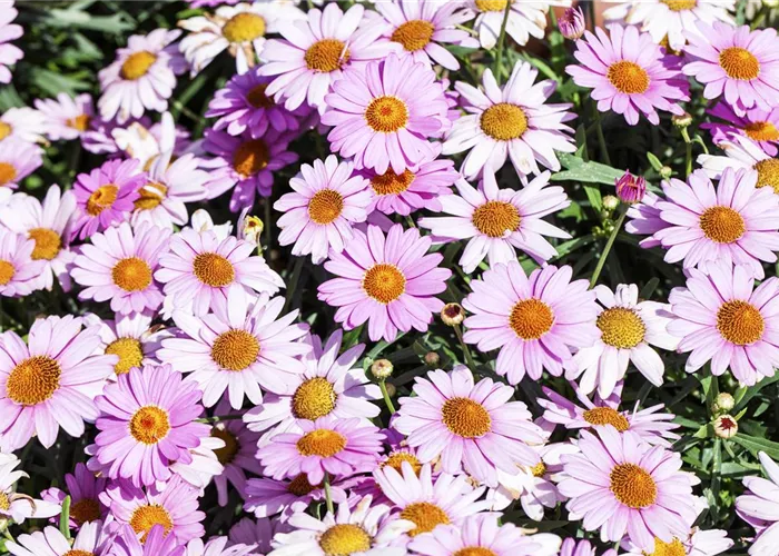 Argyranthemum frutescens, rosa