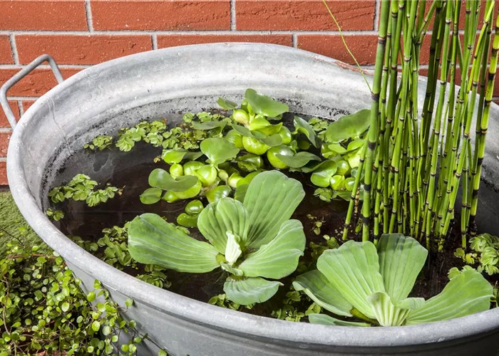 Der Mini-Teich – kleiner Teich ganz groß