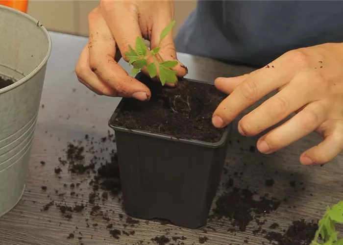 Tomaten - Umtopfen der Anzucht