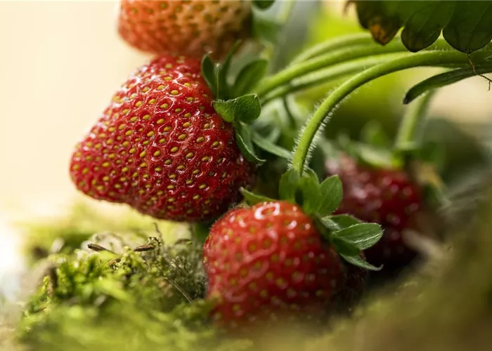 Erdbeeren – rot, rund und richtig lecker!