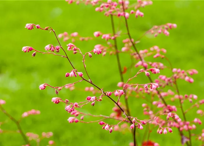Das Purpurglöckchen – Zarte und filigrane Schönheit