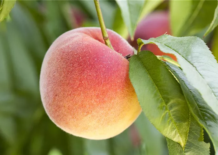 Obstbäume brauchen Sommerschnitt für die optimale Ernte