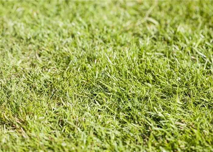 Rollrasen richtig verlegen - Tipps & Tricks