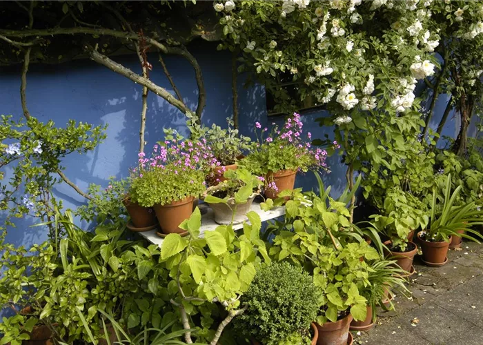 Die Blumentreppe – Blüten wollen hoch hinaus