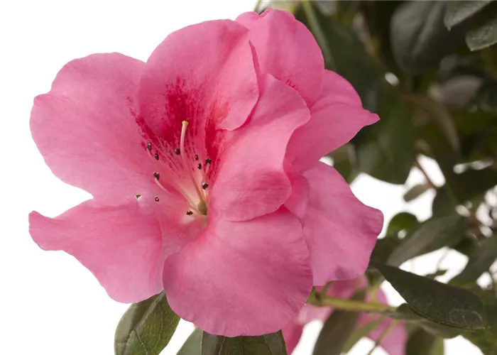 Die Zimmerazalee - Schönheit aus Fernost 