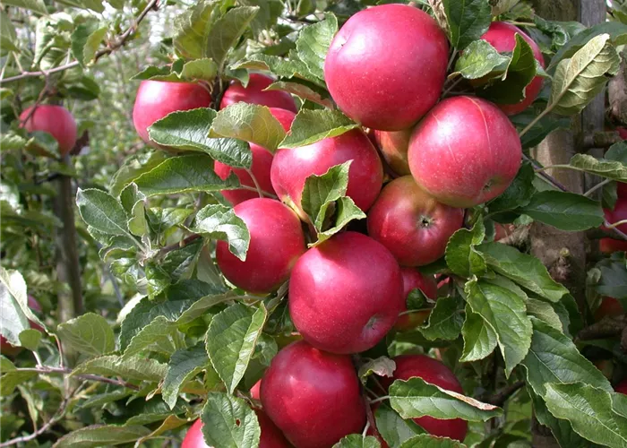 Obstbäume veredeln – frische neue Früchte