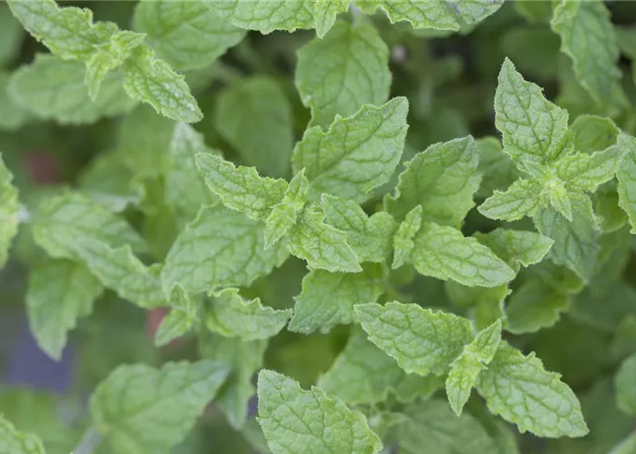 Die Erdbeer-Minze: zarte Pflanze, viel Aroma