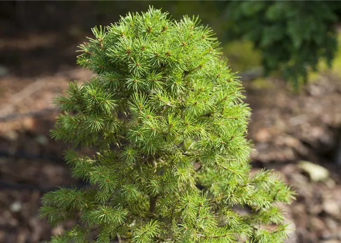 Zwergkoniferen - klein aber fein