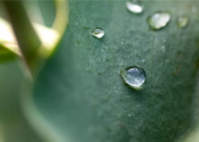 Tröpfchenbewässerung: Pflanzen gießen easy going