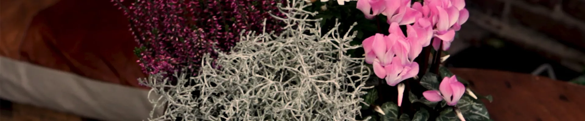 09 alle 4 pflanze0.jpg