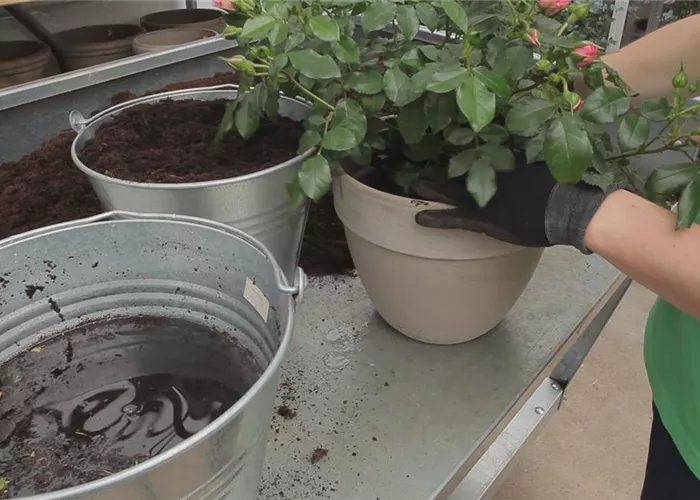 Rosen - Einpflanzen in ein Gefäß