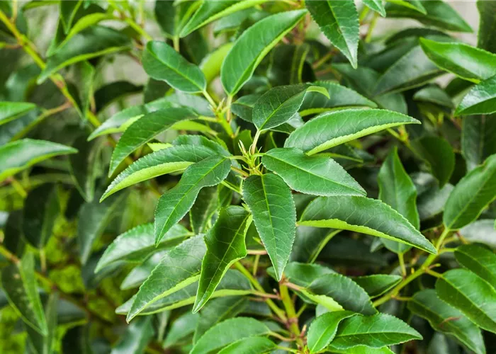 Portugiesischer Kirschlorbeer – immergrünes Multitalent
