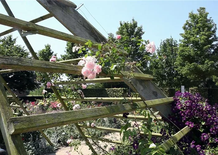 Gartengestaltung - Rosengarten