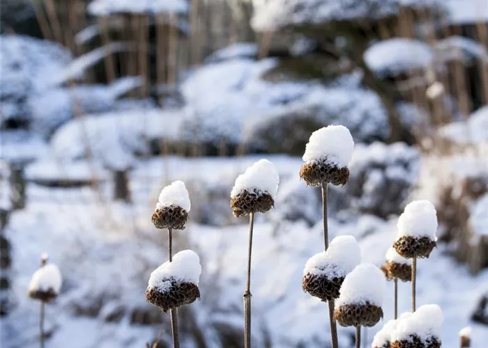 Weihnachtliche Stimmung im Garten