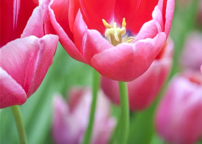 Tulpen im Garten – der bunte Wahnsinn 