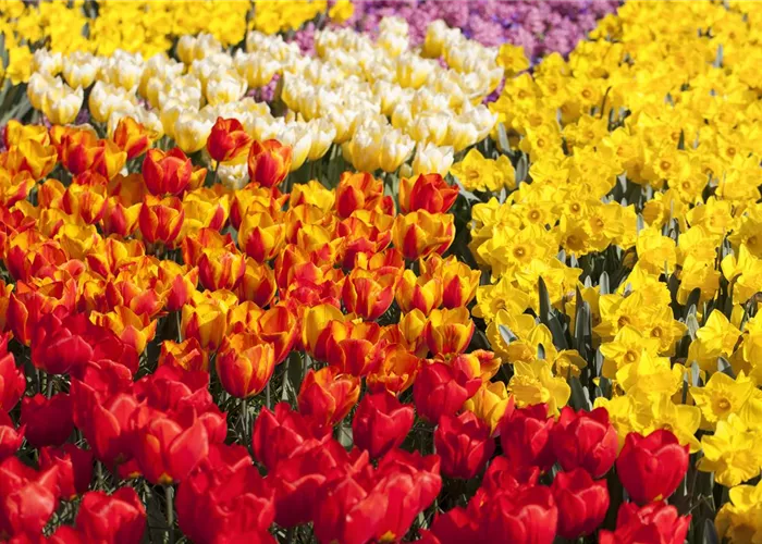 Tulpenzwiebeln einpflanzen – Beetgestaltung mit Tulpen