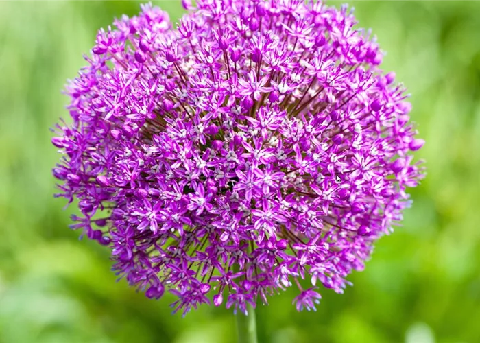 Zierlauch - Einpflanzen im Garten