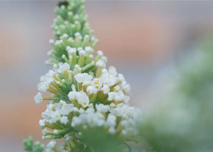 Sommerflieder - Einpflanzen im Garten