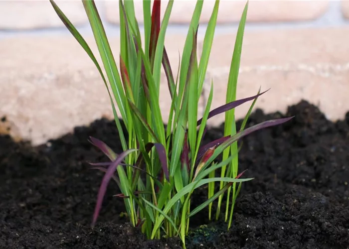 Japanisches Blutgras - Einpflanzen im Garten
