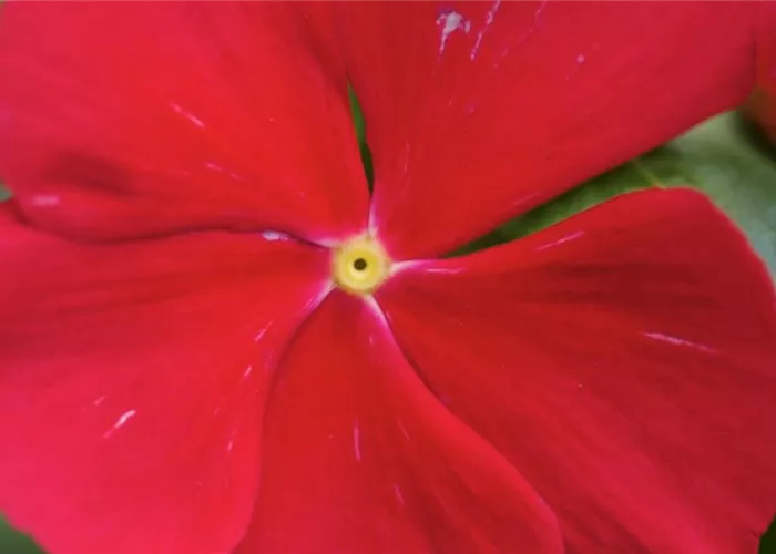 Rosafarbene Catharanthe - Umtopfen