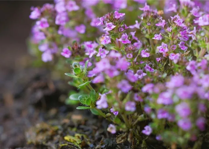 Rosenthymian - Einpflanzen im Garten