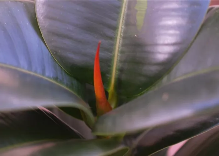 Gummibaum - Umtopfen