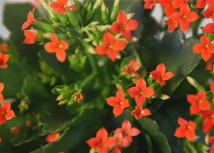 Flammendes Käthchen - Umtopfen