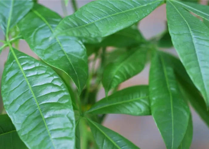 Glückskastanie - Umtopfen