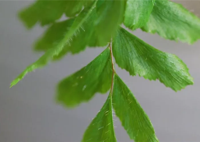 Frauenhaarfarn - Umtopfen